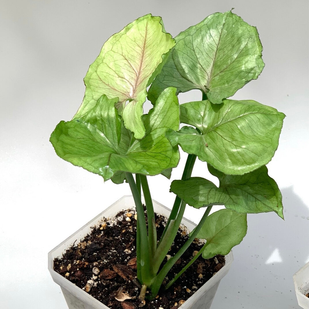 Syngonium T24