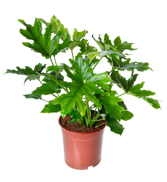 Philodendron Selloum