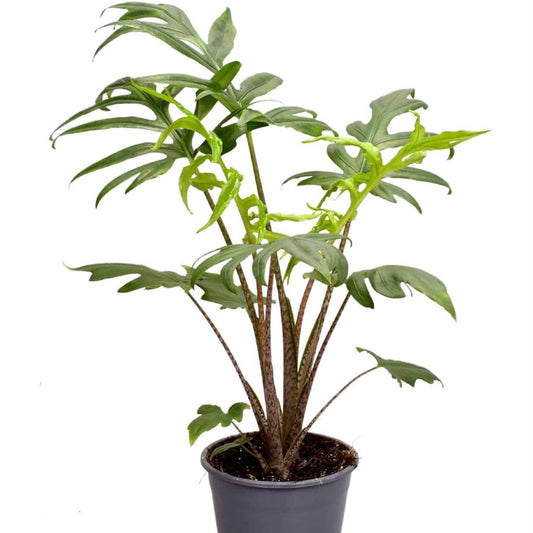 Alocasia Brancifolia