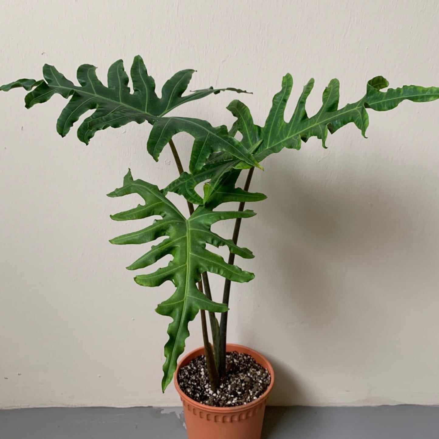 Alocasia Portei