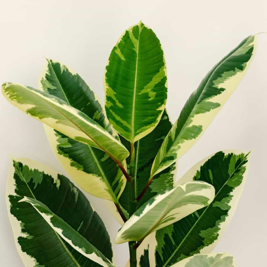 Ficus Elastica - Doescheri