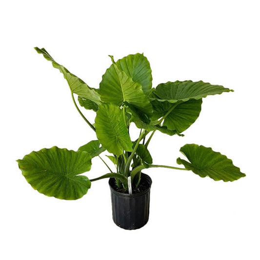 Alocasia Macrorrhiza