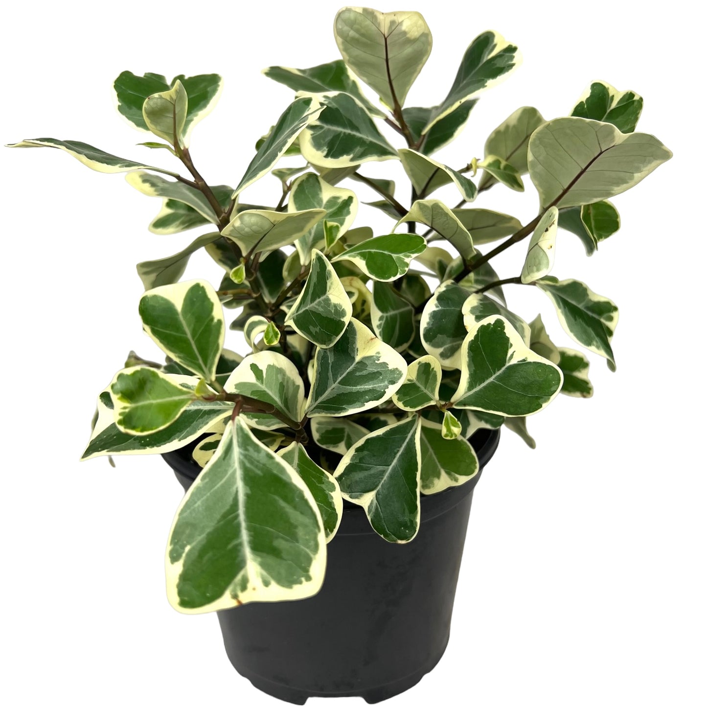 Ficus Triangularis