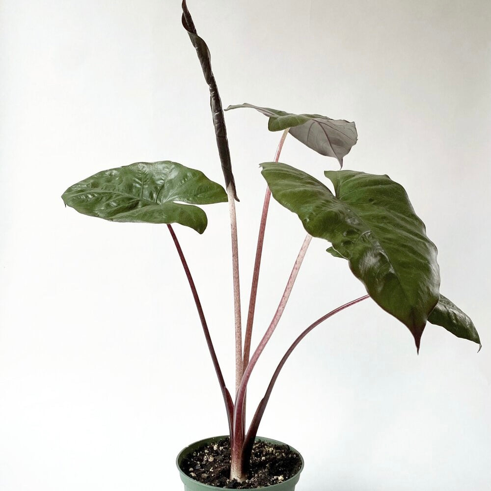 Alocasia Plumbea
