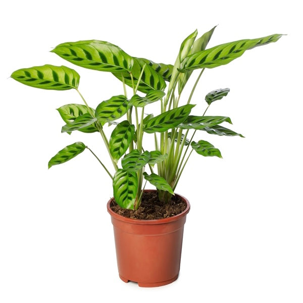 Calathea Leopardina Concinna