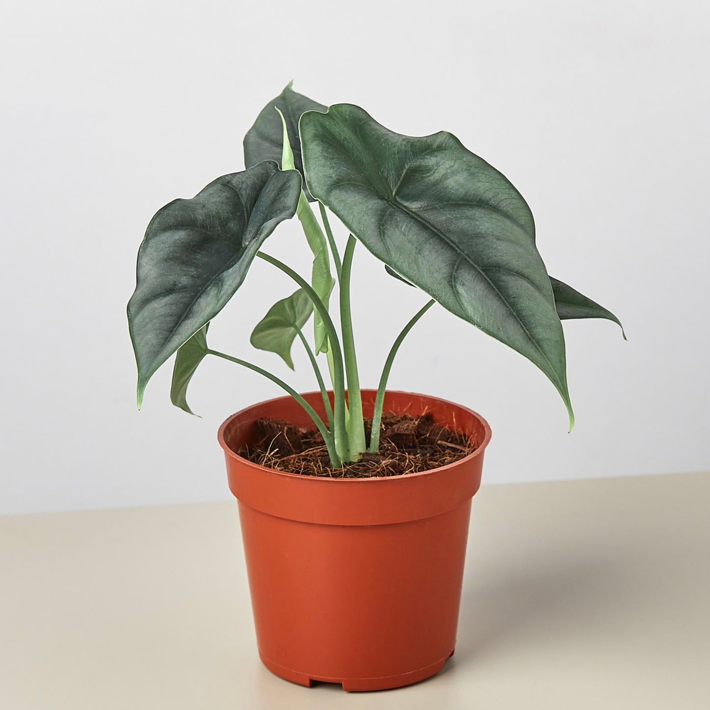 Alocasia Reversa