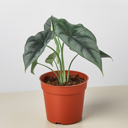 Alocasia Reversa