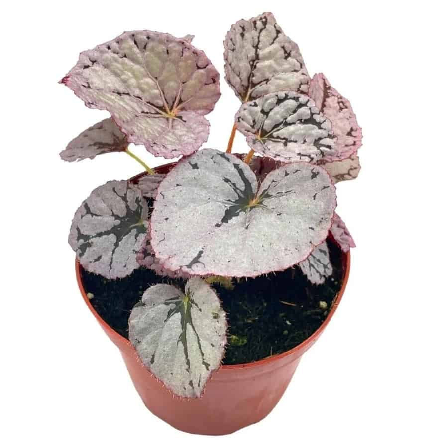 Begonia Silver Dollar