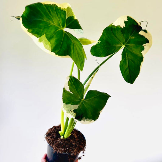 Alocasia Mickey Mouse Variegated