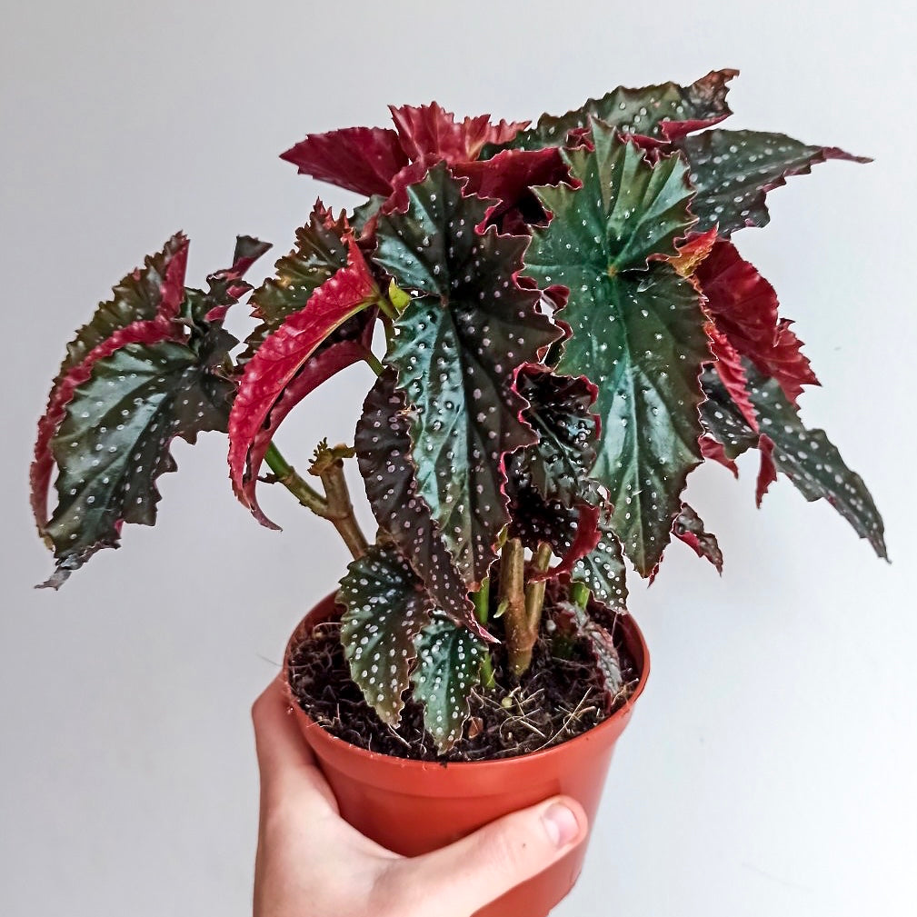 Begonia Little Miss Mummy