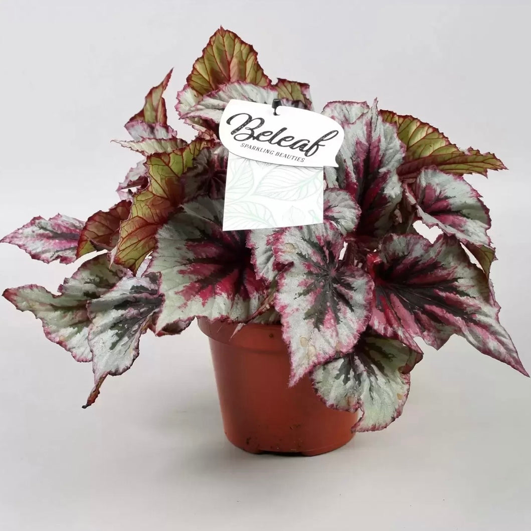 Begonia Rex Kotobuki Beleaf