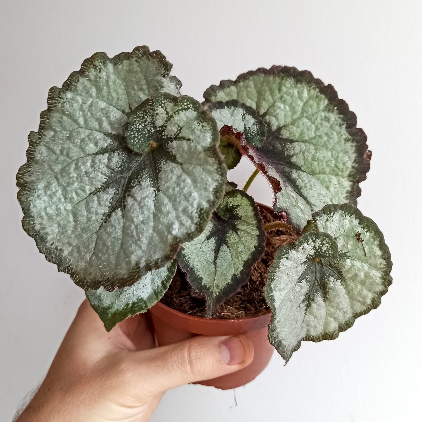 Begonia Escargot Silver