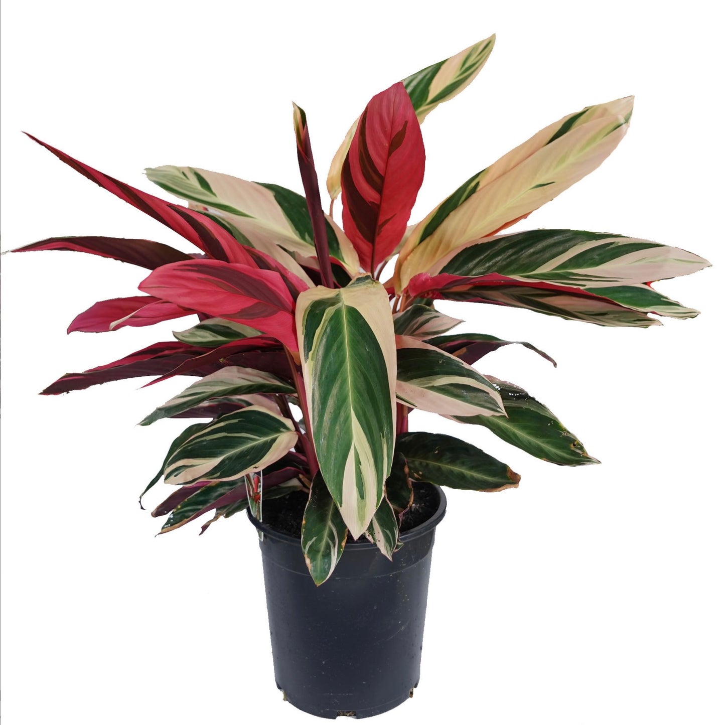 Calathea Tristar Tricolor