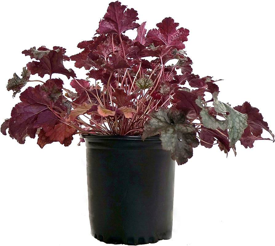 Heuchera Micrantha - Palace Purple