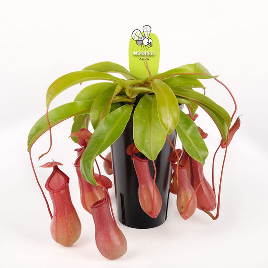 Nepenthes Alata