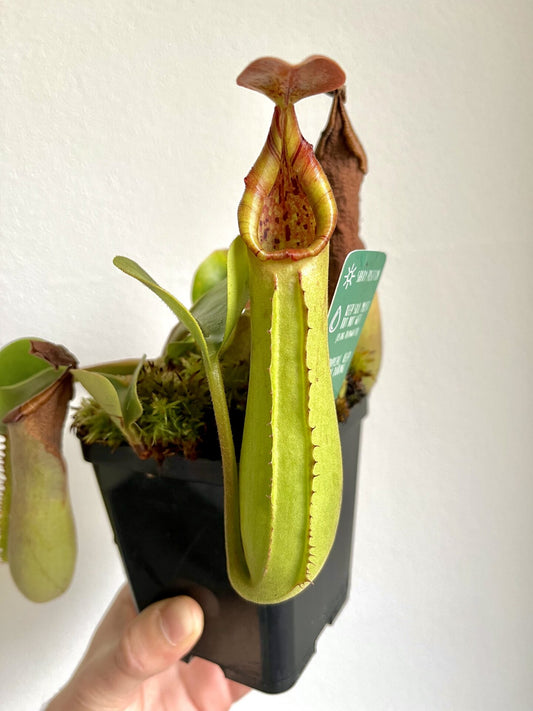 Nepenthes Truncata