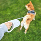 PetKit Go Free Dog Leash, 3m