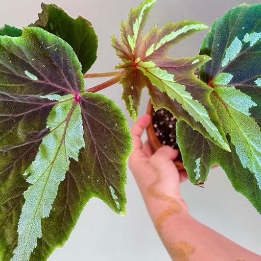 Begonia Pachypoda