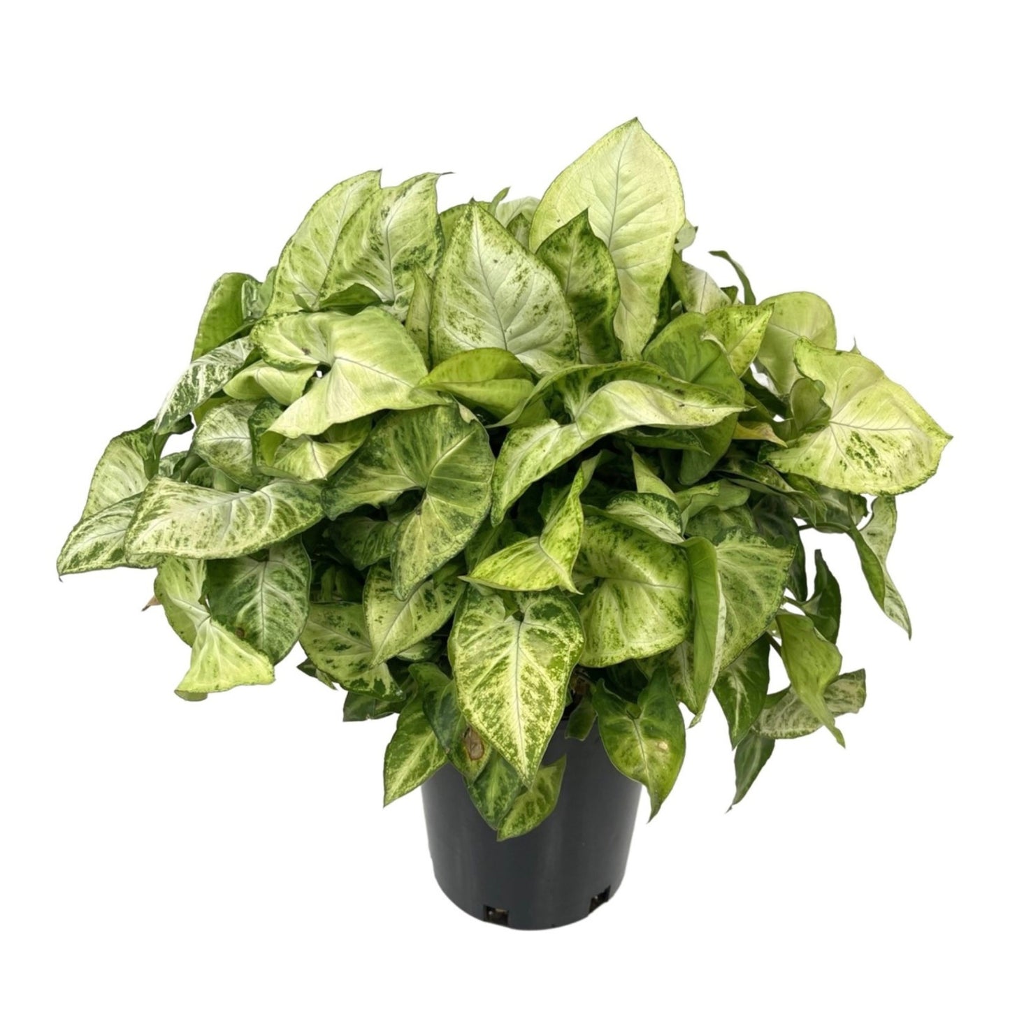 Syngonium Green Emerald