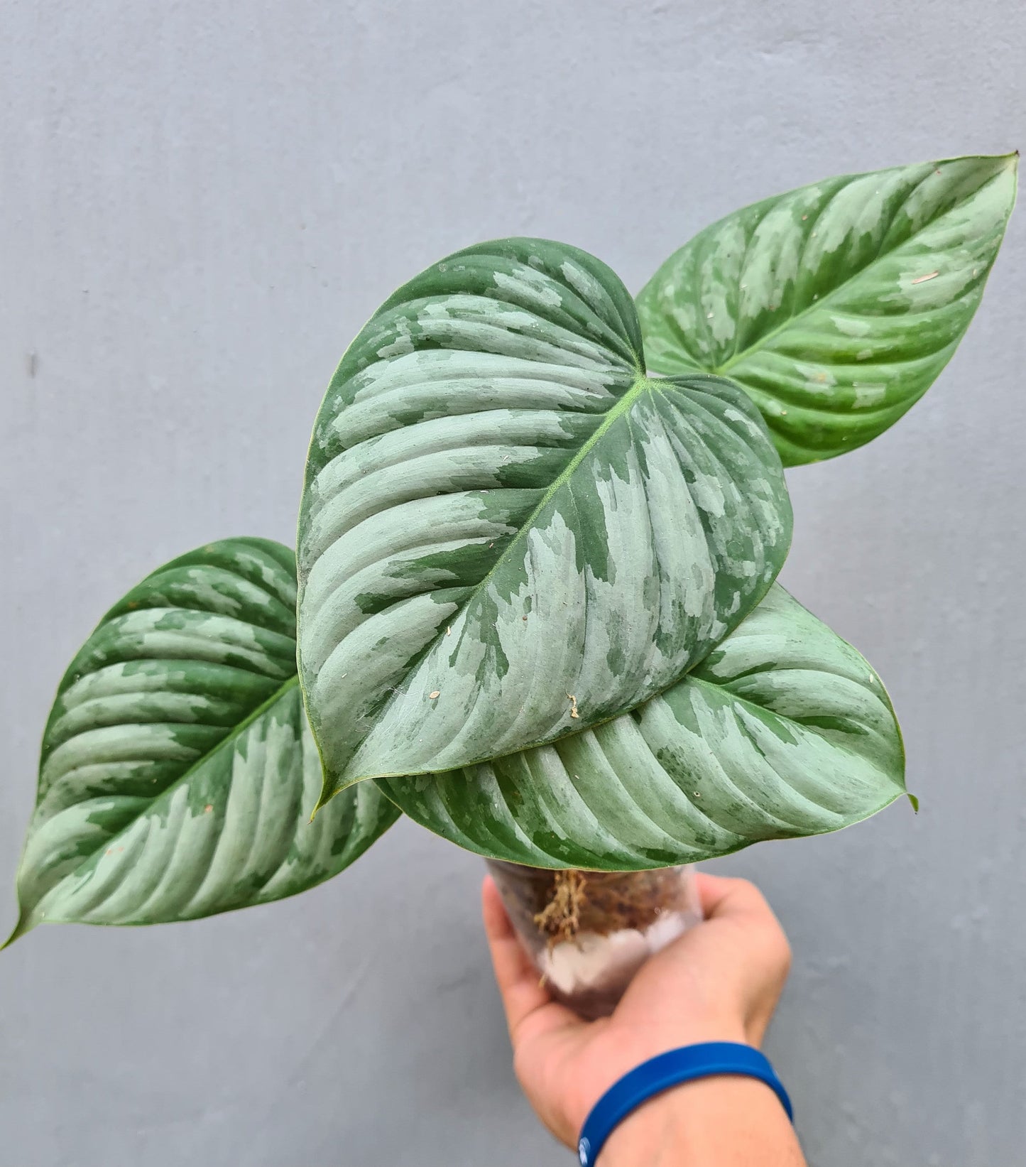 Philodendron Sodiroi