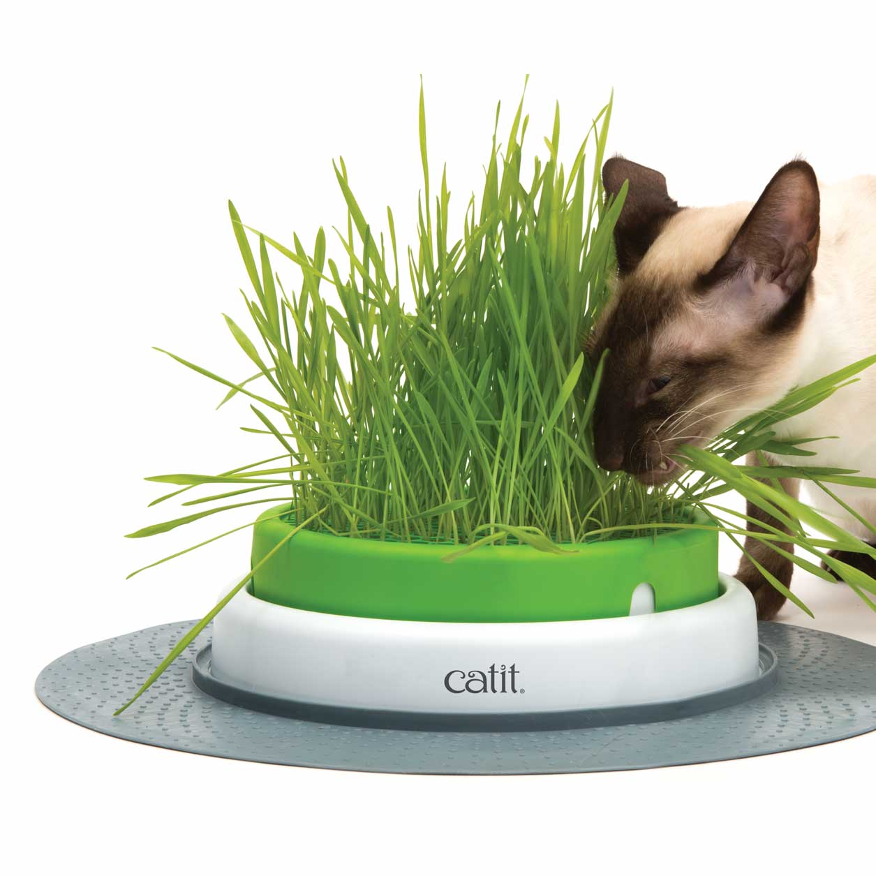 Cat Grass - Plant