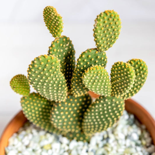 Bunny Ears Cactus