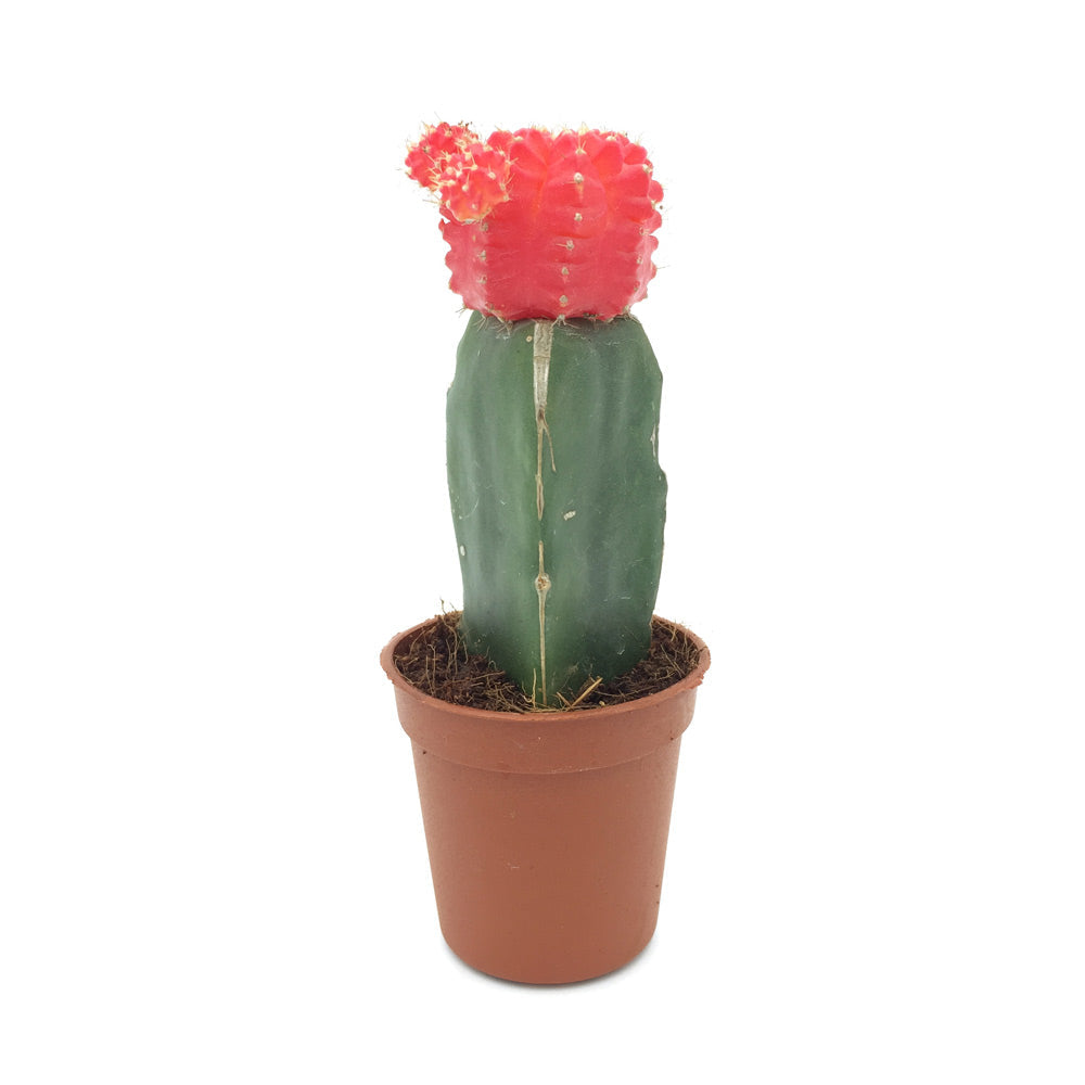 Red Moon Cactus