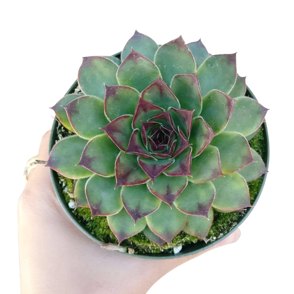 Sempervivum Mahogany