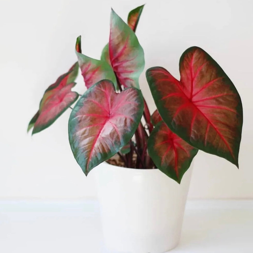 Caladium Royal Flush