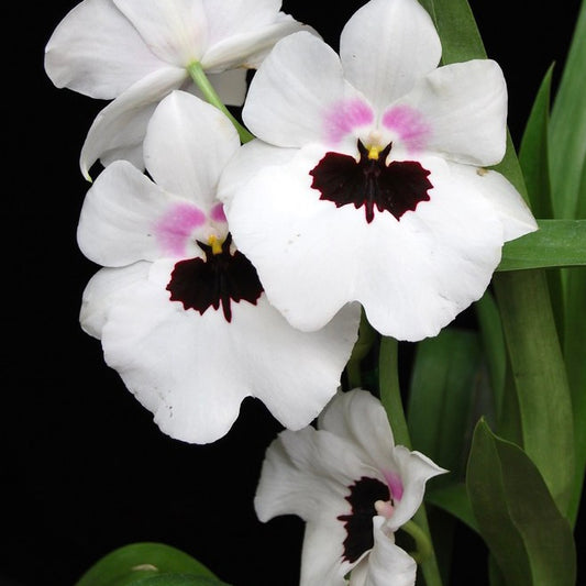 Miltoniopsis - Lillian Nakamoto