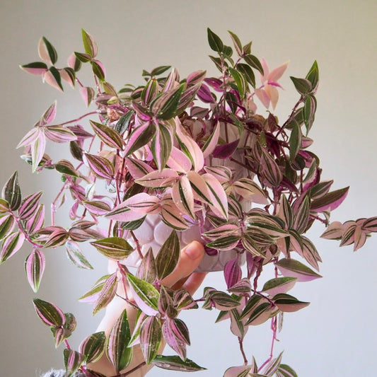 Tradescantia Fluminensis Tricolor