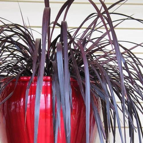 Cordyline Red Fountain