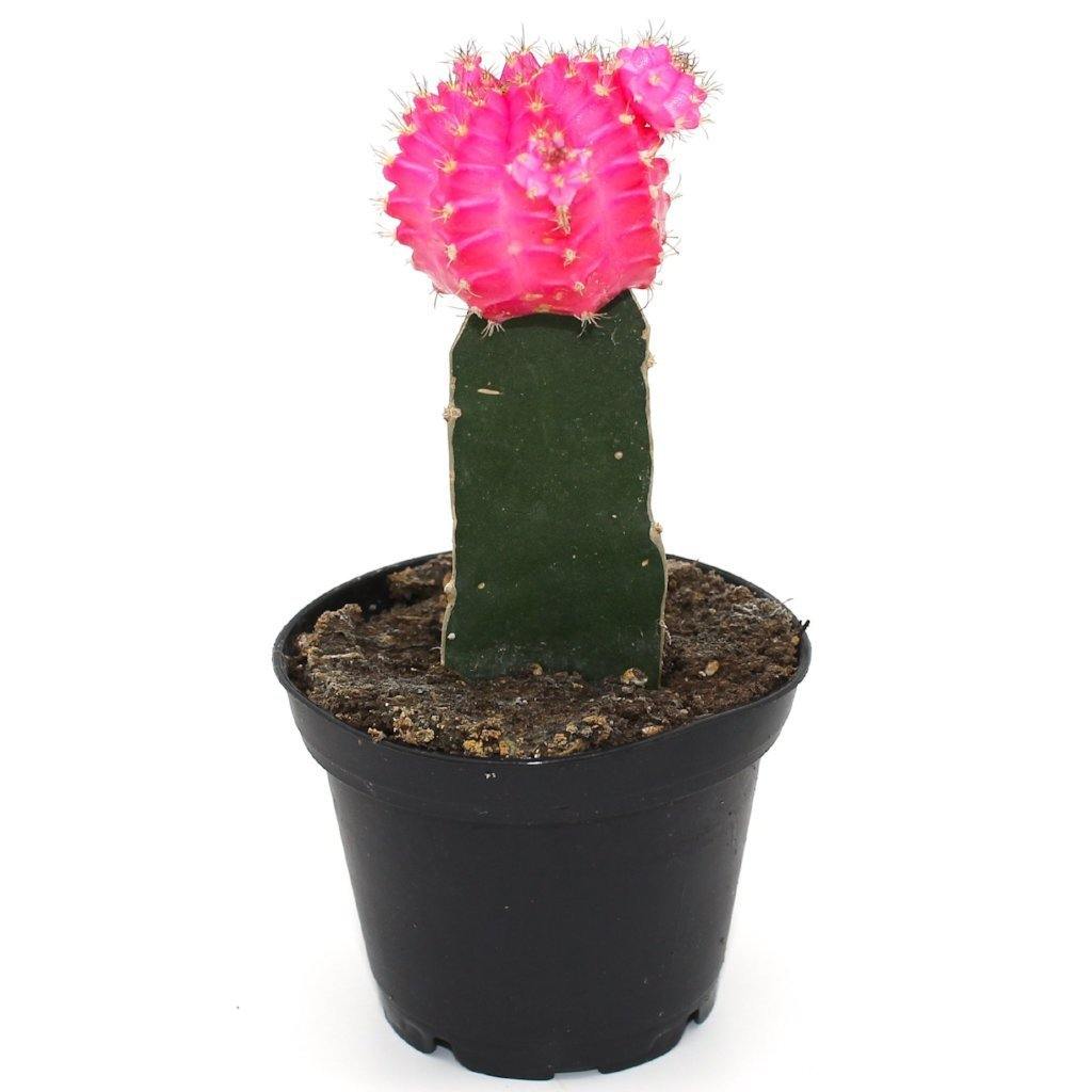 Pink Moon Cactus