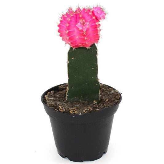 Pink Moon Cactus