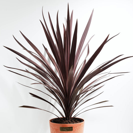 Cordyline Red Sensation