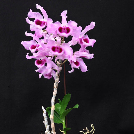 Dendrobium superbum - Little Sweet Scent