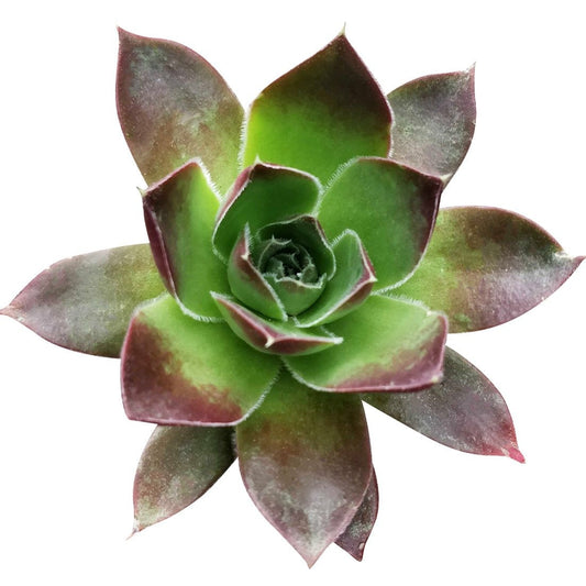 Sempervivum Mahogany