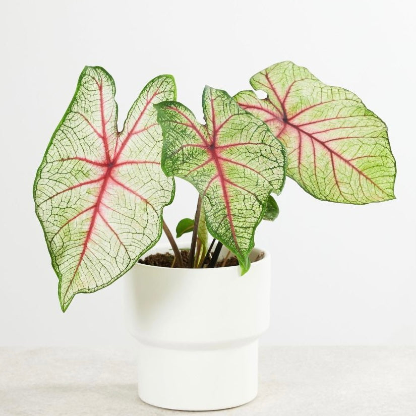 Caladium White Queen