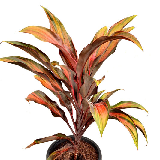 Cordyline Rainbow