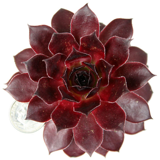 Sempervivum Red Lion