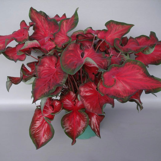 Caladium Red Ruffles