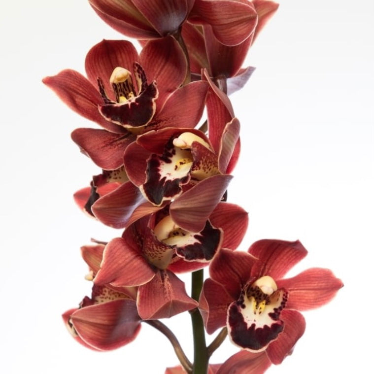 Cymbidium Mini - Dark Princess