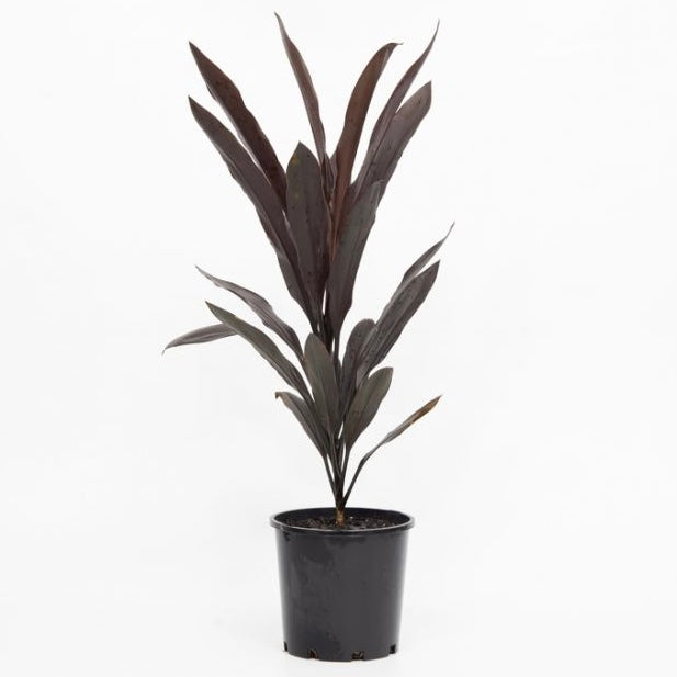 Cordyline Caruba Black