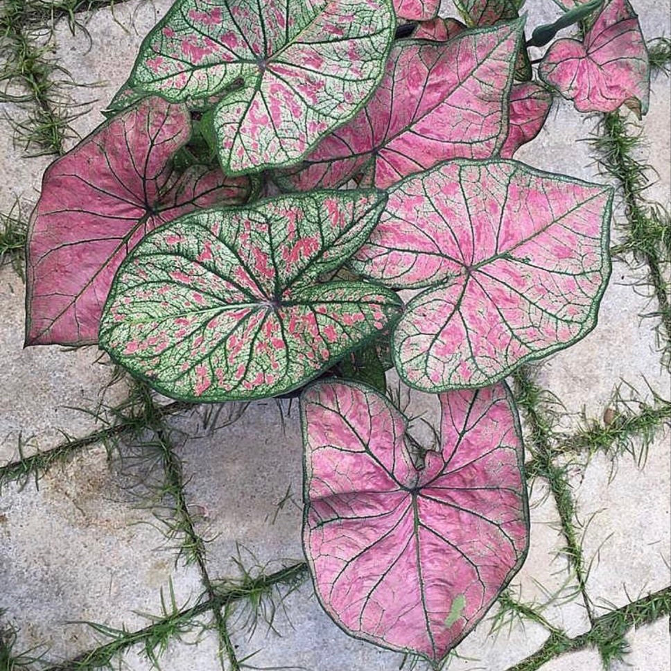 Caladium Pink Illusion