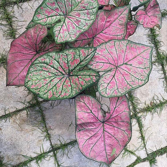 Caladium Pink Illusion