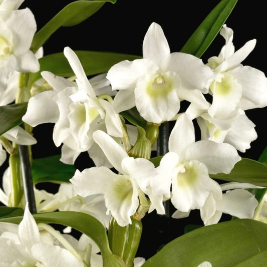 Dendrobium - Mini Snowflake