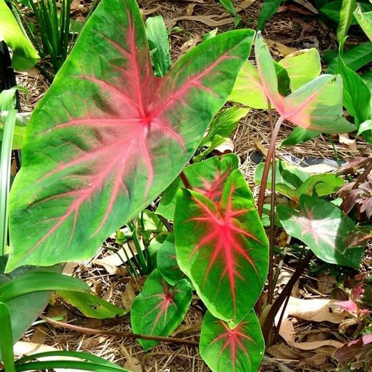 Caladium Scarlet O’Hara