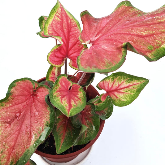 Caladium Torchy