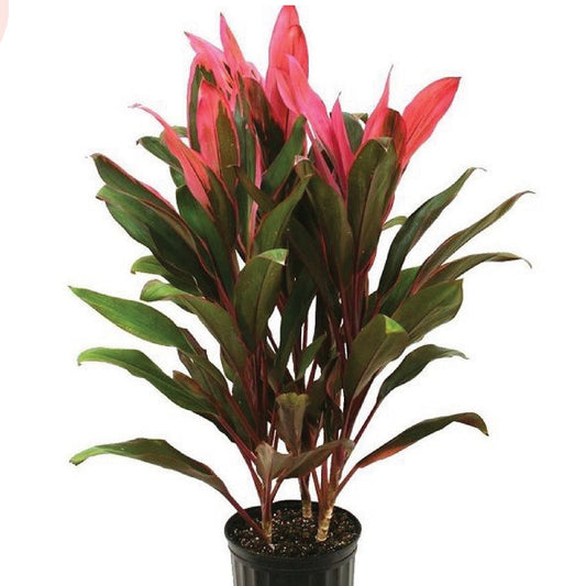 Cordyline Maria