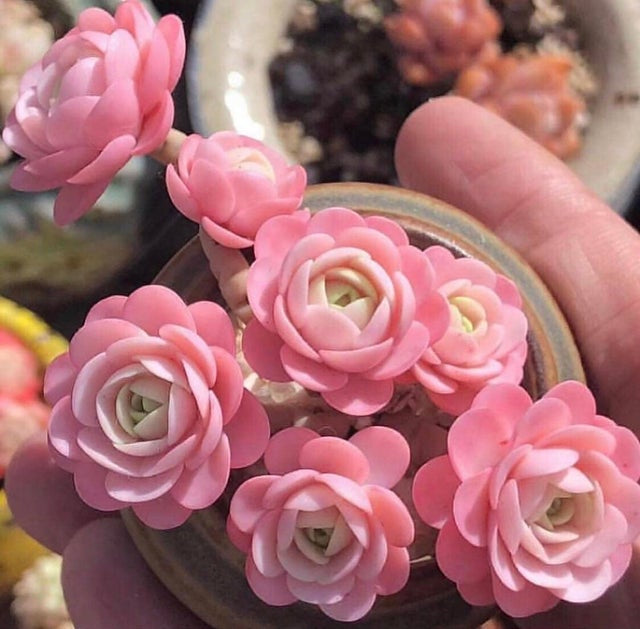 Orostachys Pink